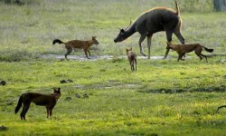 2012-bandipur-dhole-sambar